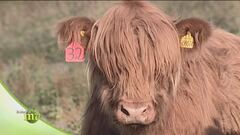 Allevamento bovino in Scozia