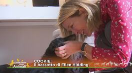 Cookie, il bassotto di Ellen Hidding thumbnail