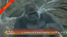 Il gorilla si racconta thumbnail