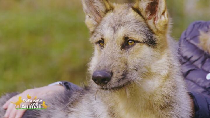 Asso Un Bellissimo Lupo Cecoslovacco Dalla Parte Degli Animali Video Mediaset Play