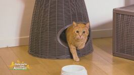 I gatti: i consigli del veterinario thumbnail