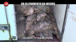 VIVIANI: Un allevamento da incubo: ecco come vengono maltrattati maiali che mangiamo thumbnail