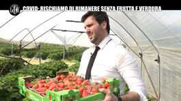 PECORARO: Campi senza braccianti: come arriveranno frutta e verdura nei supermercati? thumbnail