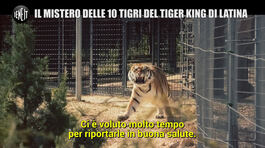 INNOCENZI: Il Tiger King italiano e l'odissea della 10 tigri di Latina thumbnail