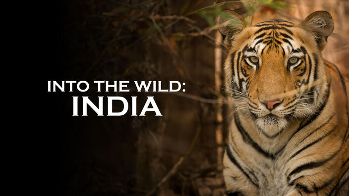 Into the wild: india