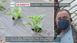 Calabria, i peperoncini da difendere thumbnail