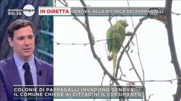 Genova invasa dai pappagalli thumbnail