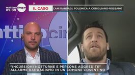 Randagismo, polemica a Corigliano-Rossano, il sindaco: "Non ho mezzi per agire" thumbnail