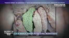 ''Fiocco verde'' in Sardegna: è nato un rarissimo cucciolo di Labrador colorato thumbnail