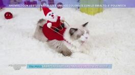 Animali con vestiti natalizi e unghie colorate thumbnail