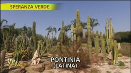 Il New Mexico a Pontinia (Latina) grazie a un vivaio thumbnail