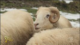 Come nasce la lana (quella artigianale) thumbnail