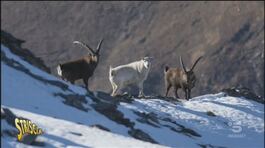 Animale misterioso sulle Alpi, è un ibrido thumbnail