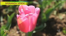 Roma come l'Olanda, il campo di tulipani u-pick thumbnail
