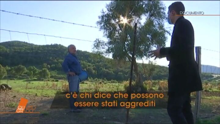 Giallo Caronia La Collina Degli Animali Quarto Grado Video Mediaset Play