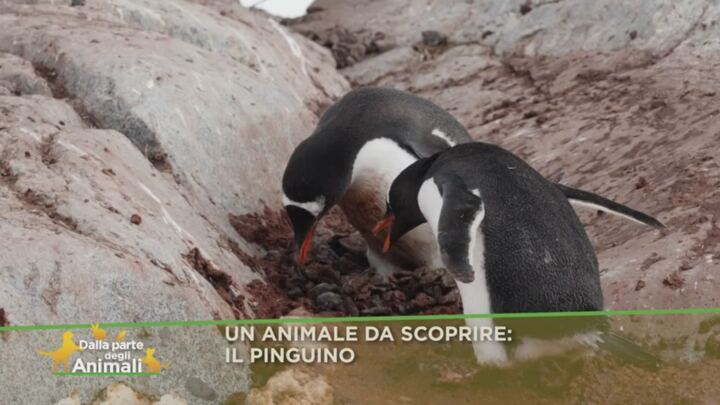 Anita E Lamu In Cerca Di Coccole Dalla Parte Degli Animali Video Mediaset Play