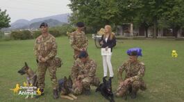 I cani eroi dell'esercito italiano thumbnail