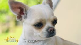 Chanel, la principessa di Paola Caruso thumbnail