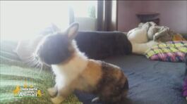 Michela e il coniglio Rabbit thumbnail