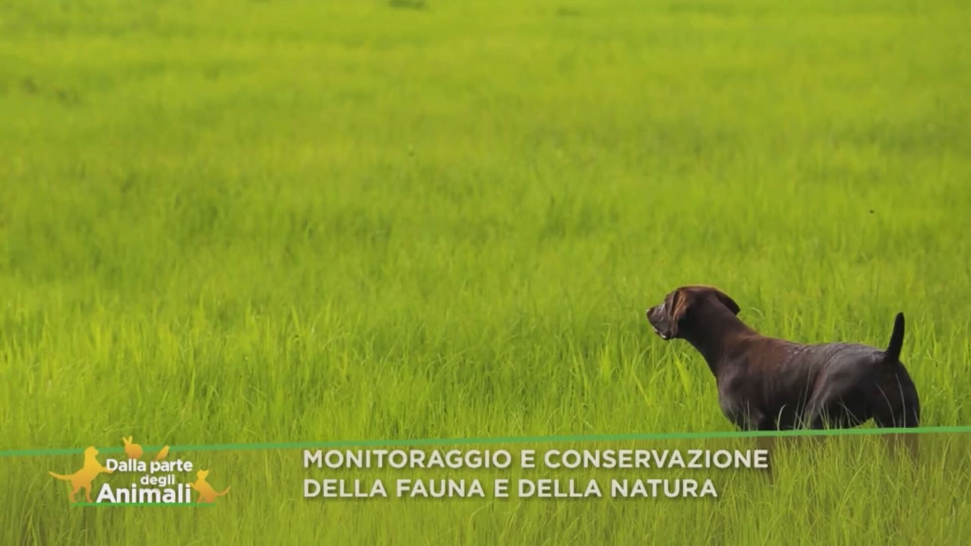 Monitoraggio E Conservazione Della Fauna E Della Natura Dalla Parte Degli Animali Video Mediaset Play