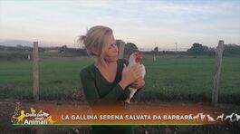 La gallina serena salvata da Barbara thumbnail