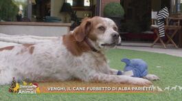 Venghi , il cane furbetto di Alba Parietti thumbnail
