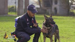 Ecco come i cani del nucleo cinofilo dei carabinieri aiutano i cittadini ogni giorno thumbnail