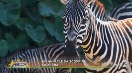 Un animale da scoprire: la zebra thumbnail