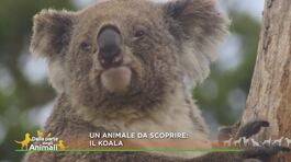 Un animale da scoprire: il koala thumbnail