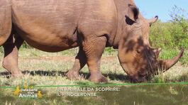 Un animale da scoprire: il rinoceronte thumbnail