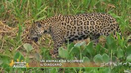 Il giaguaro thumbnail