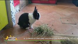 La storia di Arturo, coniglietto salvato da Marco thumbnail
