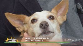 Nina... l'amore capriccioso di Giucas Casella thumbnail