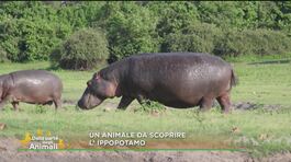 Un animale da scoprire: l'ippopotamo thumbnail