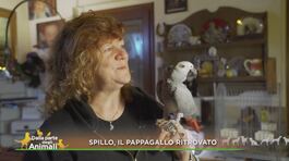 Spillo, il pappagallo ritrovato thumbnail