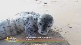 Un animale da scoprire: la foca thumbnail