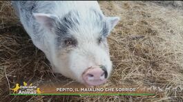 Pepito, il maialino che sorride thumbnail