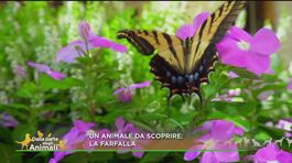 Un animale da scoprire: la farfalla thumbnail