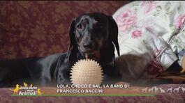 Lola, Choco e Sal, la band di: Francesco Baccini thumbnail
