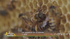 Un animale da scoprire: l'ape thumbnail