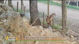 Alessandro e i mufloni salvati all'Isola del Giglio thumbnail