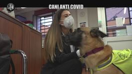MARTINELLI: Coronavirus, i cani potrebbero aiutarci a trovare i positivi thumbnail
