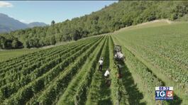 Gusto DiVino: viticoltura di montagna thumbnail
