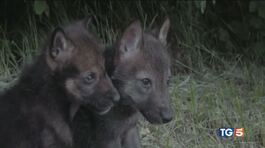 La storia dei due cuccioli di lupo abbandonati nel documentario "Il Contatto" thumbnail