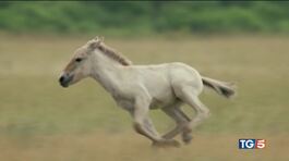 Uno straordinario documentario sui cavalli selvaggi thumbnail