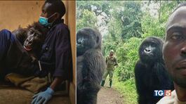 Addio al gorilla star "Amata come una bimba" thumbnail