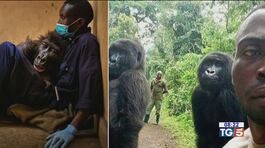 Addio gorilla Ndakasi una storia che commuove thumbnail