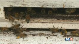 Salvare le api, sono la vita! thumbnail