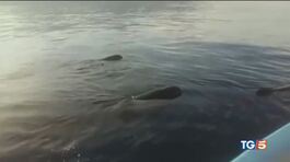 Bentornati ai delfini balena! thumbnail