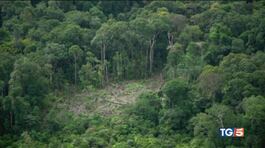 Siccità e roghi, così muore l'Amazzonia thumbnail